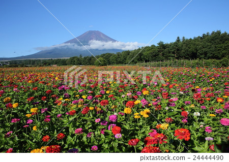 Fuji and Besshi Fuji and Besshi 24444490