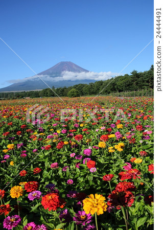 Fuji and Besshi Fuji and Besshi 24444491