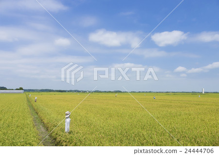 Rice field blue sky fruit cloud scarecrows pastoral wide angle horizon 24444706