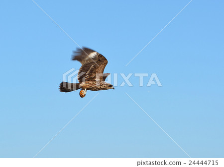 A eagle grabs a potato 24444715