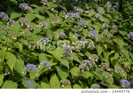 Hydrangea indica Hydrangea indica 24444778