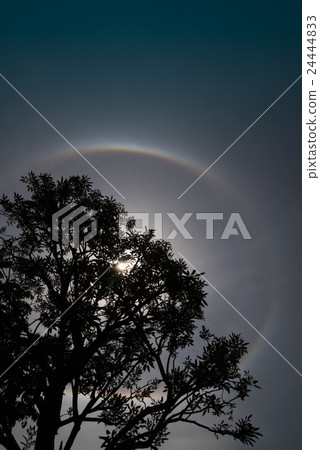 Trees with Sun halo background. Trees with Sun halo background. 24444833