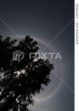 Trees with Sun halo background. Trees with Sun halo background. 24444836