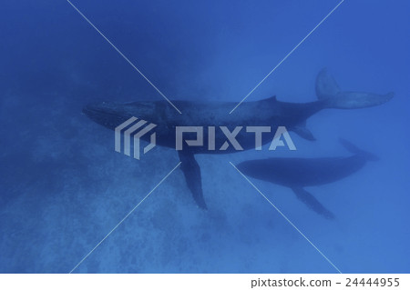Parent and child of humpback whale and escort whale Parent and child of humpback whale and escort whale 24444955