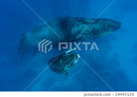座頭鯨的父母和孩子 24445129