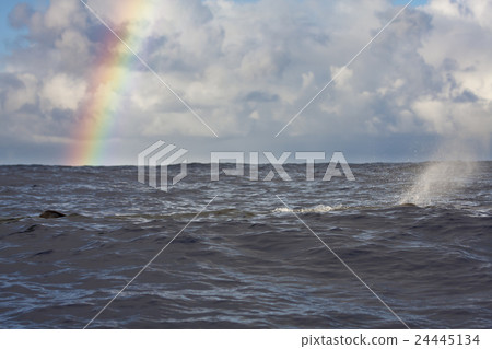抹香鯨游泳在彩虹後面 抹香鯨游泳在彩虹後面 24445134