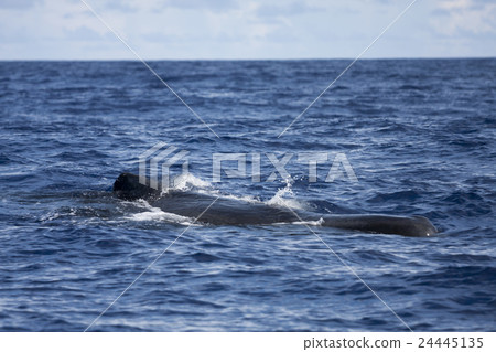 抹香鯨游泳在小笠原海洋 抹香鯨游泳在小笠原海洋 24445135