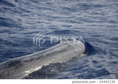 抹香鯨游泳在小笠原海洋 抹香鯨游泳在小笠原海洋 24445136