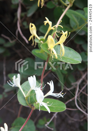 Taitung Forest Park 24445419