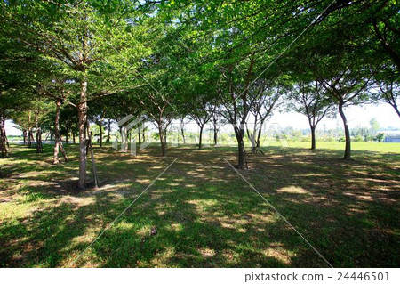 Tainan Metropolitan Park Tainan Metropolitan Park 24446501