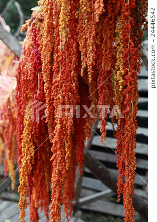 Millet workshop Millet workshop 24446542
