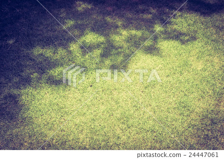 shadow of tree on grass 24447061