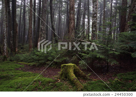 Moss forest 24450300