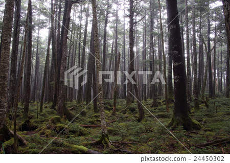 Moss forest 24450302