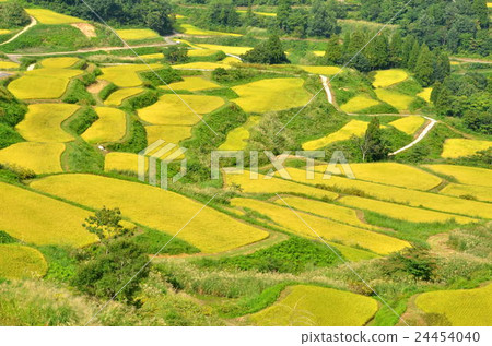 Rice terrace fall Rice terrace fall 24454040