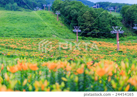 Lily Garden 2 24454165