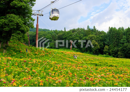 Lily Garden 14 24454177