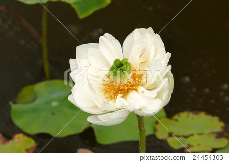 蓮花冰川的黎明 24454303