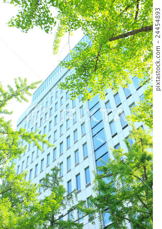Fresh green of Ginkgo biloba of Midosuji 24454893