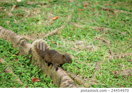 Squirrel standing on the roots Squirrel standing on the roots 24454970