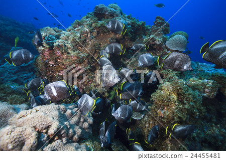 Flock of Yuzen in Ogasawara Flock of Yuzen in Ogasawara 24455481