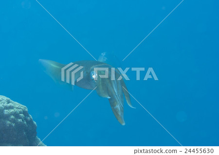 小笠原的淡水魚 24455630