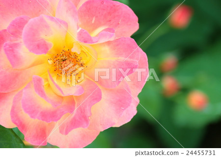 Roses (roses of Anne) Roses (roses of Anne) 24455731