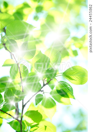 閃亮的葉子 24455862