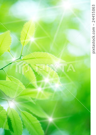 閃亮的葉子 24455863