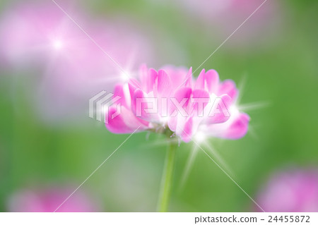 Astragalus and glow 24455872