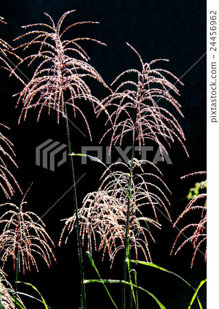 Ears of a Japanese cedar Ears of a Japanese cedar 24456962