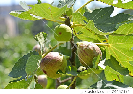 Fig (no fruit) 24457355