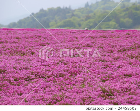 “Shiba櫻花盛開”Chariusan高原 24459502