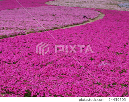 "Shiba cherry blossoms in full bloom" Chariusan plateau 24459503