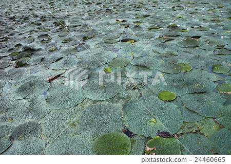 Onibas leaves Onibas leaves 24460665