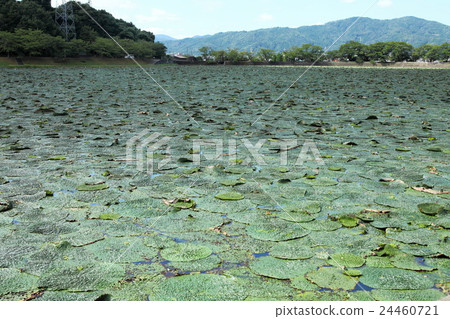 Sawazawa池塘Oni公共汽車在艙內甲板的 24460721