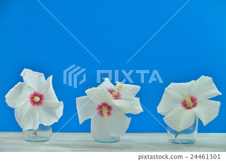 Rose of Sharon flower 24461301