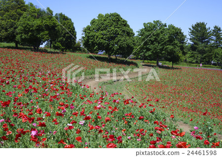 培養皿的山 培養皿的山 24461598