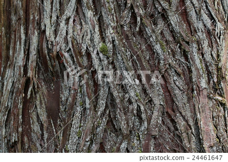 樹皮紋理 樹皮紋理 24461647