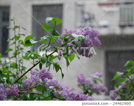 lyra, flower, flowers 24462900
