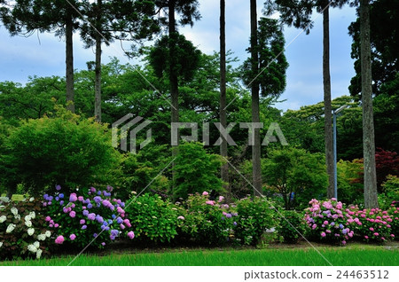 Hydrangea garden Hydrangea garden 24463512