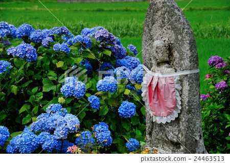 Hydrangea garden 24463513