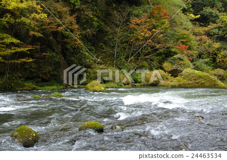 Mountain stream's autumn leaves 01 24463534