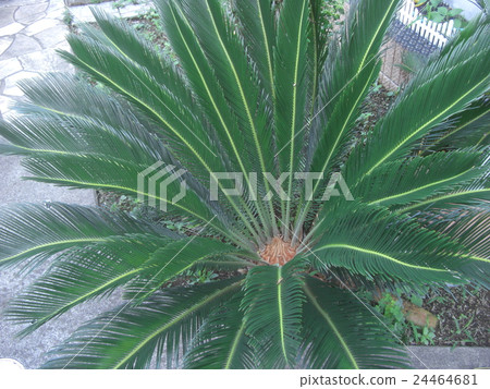 Up image of cycads Up image of cycads 24464681