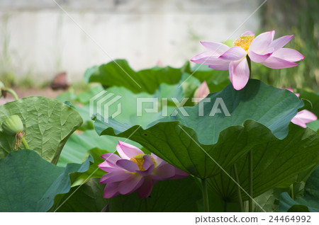 Lotus flower Lotus flower 24464992