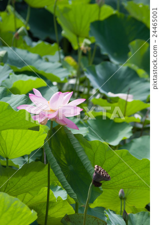 蓮花 24465001
