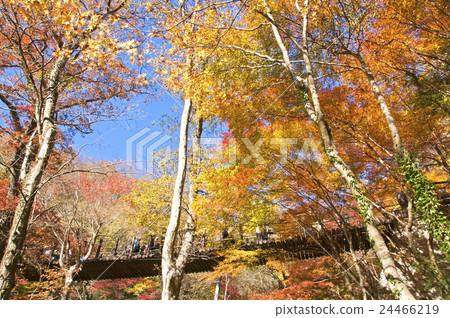 Hanaine Canyon 24466219