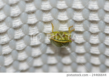 Spotted Petrel 24466644