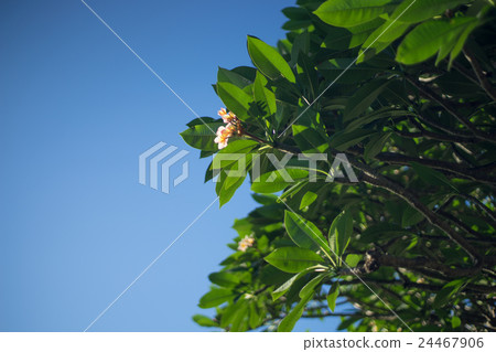 summer 24467906