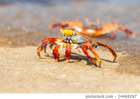 Sally Lightfoot crab on Galapagos Islands Sally Lightfoot crab on Galapagos Islands 24468267